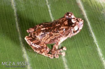 Media type: image;   Herpetology A-95529 Description: Photo of animal in life, taken in the field by Dr. Kenneth Ichiro Miyata. A slide of the photo was scanned in 2012 by Melissa Wooley.;  Aspect: lateral